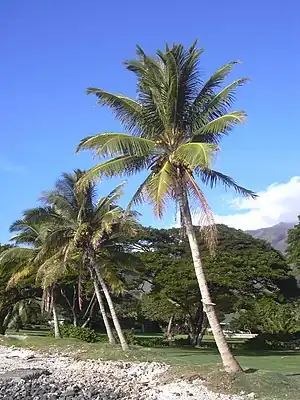 Kokospualem (Cocos nucifera)