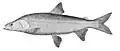 S. leucichthys