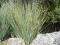 Strelitzia juncea