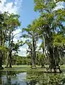 Taxodium distichum