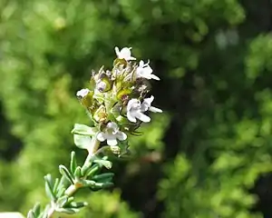 Echt Timijuun (Thymus vulgaris)