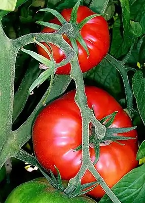 Tomoot (Solanum lycopersicum)