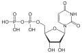 Uridindiphosphat(UDP)