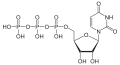 Uridintriphosphat(UTP)