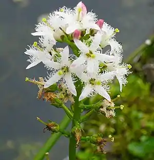 (Menyanthes trifoliata)