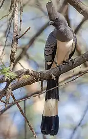 In wytbúktoerako (Corythaixoides leucogaster)