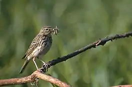 Beampiper (Anthus trivialis)