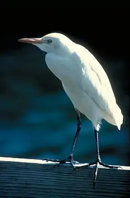 Feereager (Bubulcus ibis)