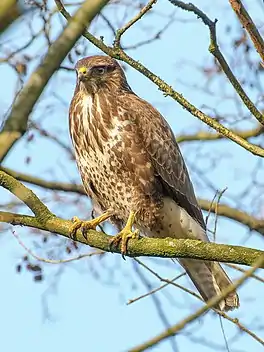 Mûzefalk (Buteo buteo)