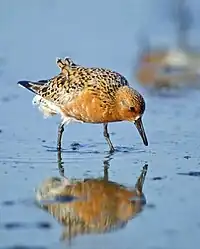 De mients (Calidris canutus).