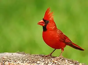 in reade kardinaal (Cardinalis cardinalis)