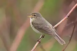 Tsjiftsjaf (Phyllosccopus collybita)