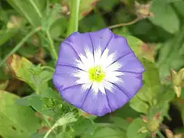 Trijekleurige foarnblei (Convolvulus tricolor).