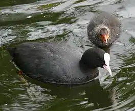 In merkel (Fulica atra) mei in pykje.