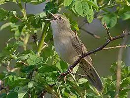 reidimerke (Locustella naevia).