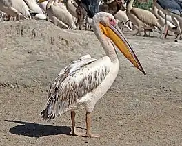 pilekaan (Pelecanus onocrotalus)