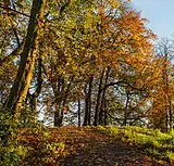 Bomen yn hjersttinten op de 'berch'.