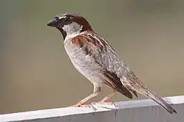 In hûsmosk (Passer domesticus)