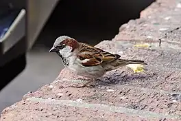 mosk (Passer domesticus)