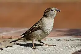 In hûsmosk (Passer domesticus).