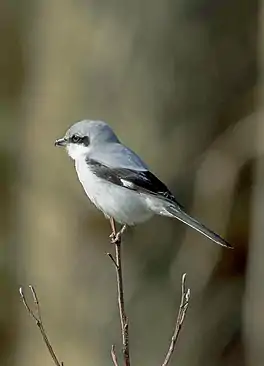 Toarnekster (Lanius excubitor)