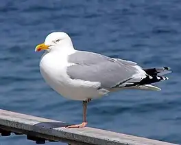 sulvermiuw (Larus argentatus)