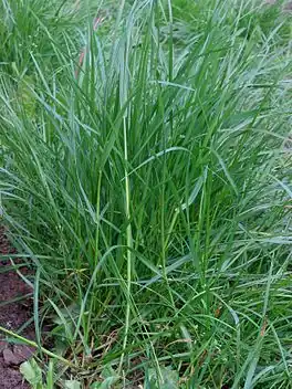 Ingelsk raaigers (Lolium perenne).