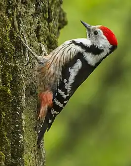 Eksterspjocht (Dendrocoptes medius')