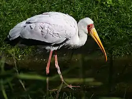 nimmersêd (Mycteria ibis)