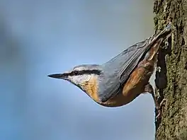 blauspjocht (Sitta europea)