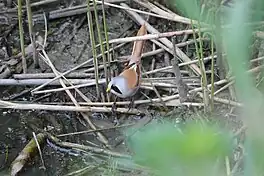 Burdmantsje (Panurus biarmicus)