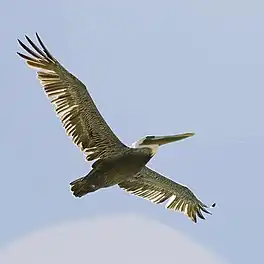 Brune pilekaan (Pelecanus occidentalis)