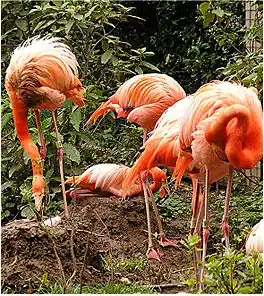 Karibyske flamingos (Phoenicopterus ruber)