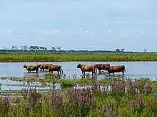 Kij op Tiengemeten stekke in ûndjip mar oer.