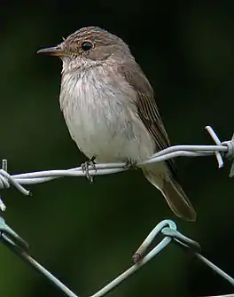 feale miggesnapper (Muscicapa striata)