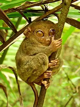 Filipynsk spûkdier (Tarsius (cephalopachus) syrichta)