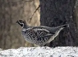 In boskhin (Tetrastes bonasia).