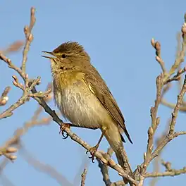 Lytse hôfsjonger (Phylloscopus trochilus)