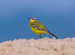 Giel boumantsje (Motacilla flava)