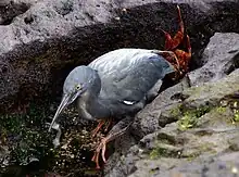 Lava heron, grey with a long bill and red feet and with small fish in bill amongst grey rocks