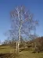 Betula pendula sa gheamhradh