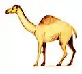 Camelops