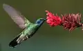 Colibri thalassinus