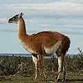 Lama guanicoe