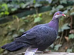 Calman Cailleann (Columba vitiensis)