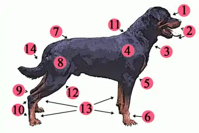 D Körperdeil vom Hund; bezeichnet mit Ziffere 1-14