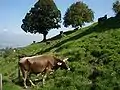 Landwirtschaft im Berggebiet vo Föüsisbèèrg über em Zürisee