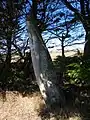 Menhir