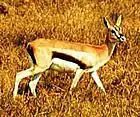 a Thompson's Gazelle in profile facing right