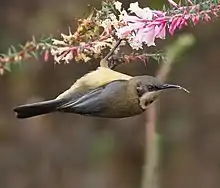 东尖嘴吸蜜鸟（Acanthorhynchus tenuirostris）